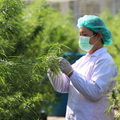 Multipurpose marijuana could light up another economic engine for Thailand