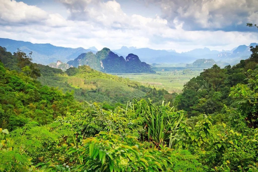 Khao Sok, full of endangered wildlife and plant species, plays host to our writer’s thrill-seeking desire to get off Thailand’s well-trodden tourist trail. Photo: Shutterstock