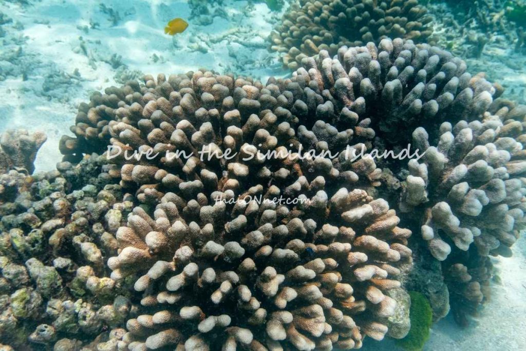 Dive in the Similan Islands Dive in the Similan Islands