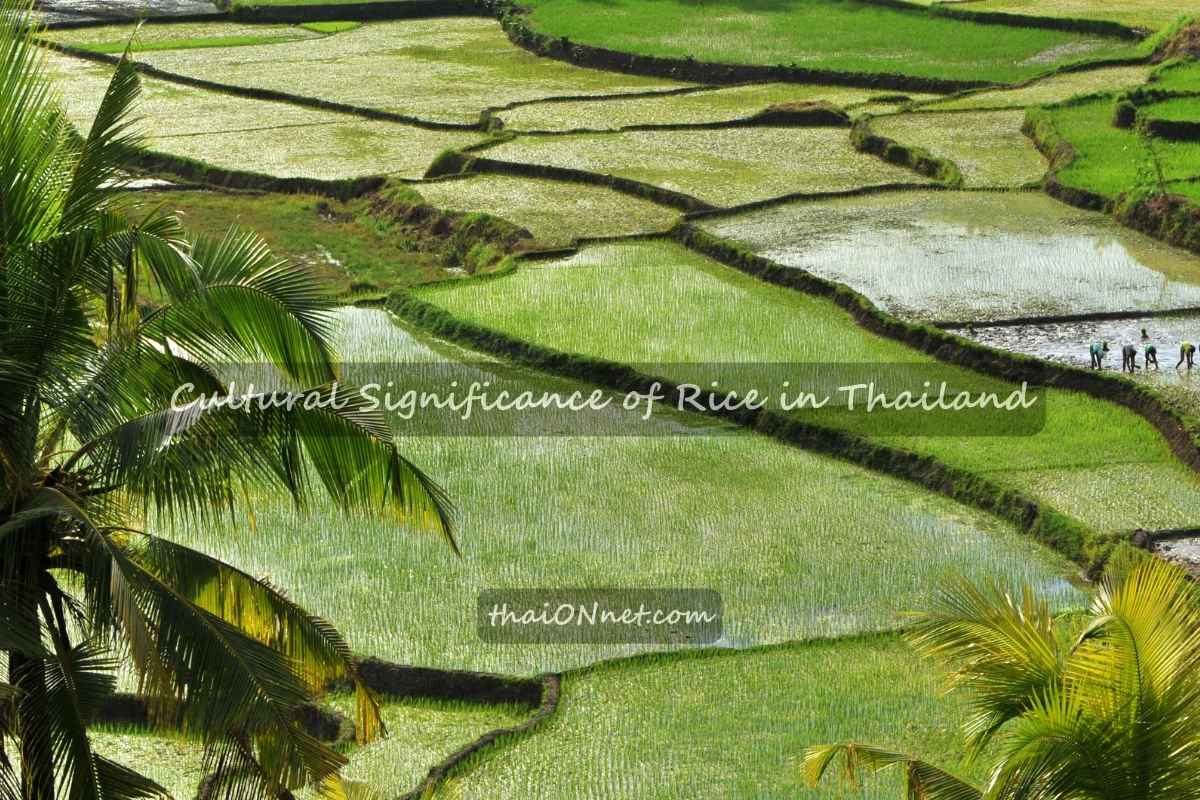 The Cultural Significance Of Rice In Thailand